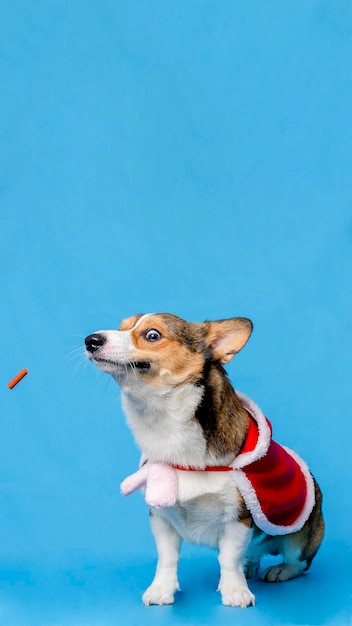 Męski corgi pembroke welsh photoshoot studio fotograficzne na białym tle z niebieskim tłem świątecznym motywem sukni i dekoracji