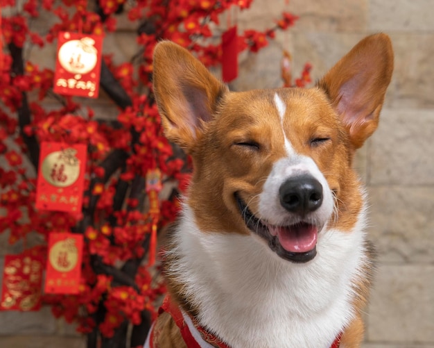 Męski corgi pembroke welsh photoshoot studio fotograficzne na białym tle z niebieskim tłem świątecznym motywem sukni i dekoracji