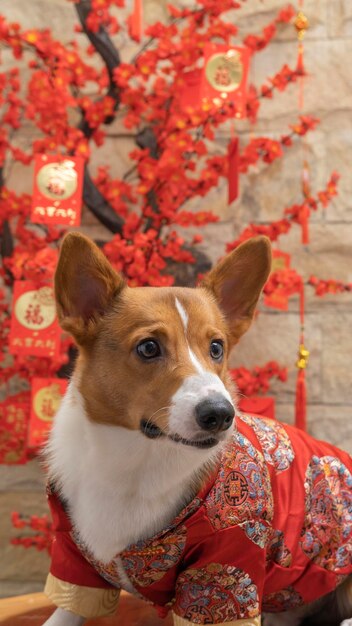 Zdjęcie męski corgi pembroke welsh photoshoot studio fotograficzne na białym tle z niebieskim tłem świątecznym motywem sukni i dekoracji