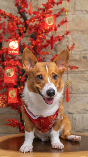 Zdjęcie męski corgi pembroke welsh photoshoot studio fotograficzne na białym tle z niebieskim tłem świątecznym motywem sukni i dekoracji