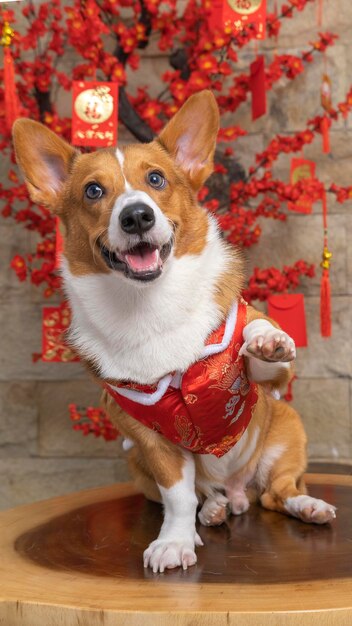 Męski corgi pembroke welsh photoshoot studio fotograficzne na białym tle z niebieskim tłem świątecznym motywem sukni i dekoracji