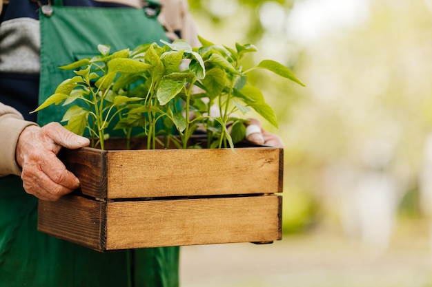 Męski ogrodnik trzyma sadzonki pomidorów w pudełku gotowym do sadzenia w ekologicznym ogrodzie Sadzenie i kształtowanie krajobrazu na wiosnę