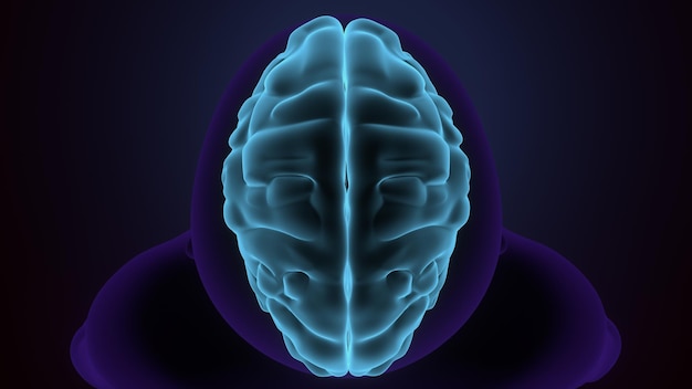 Zdjęcie męski układ anatomiczny mózgu ilustracja 3d