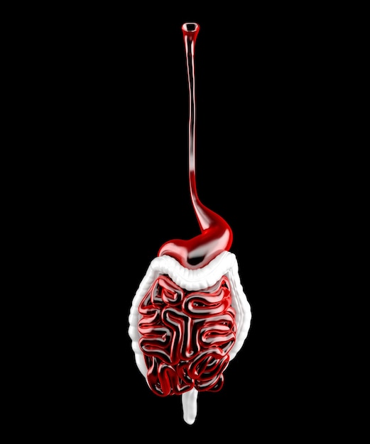 Męski układ pokarmowy. 3D ilustracja anatomiczna. Zawiera ścieżkę przycinającą.