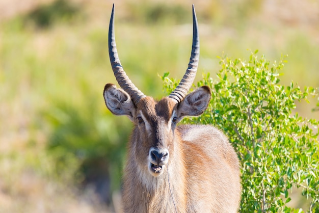 Męski Waterbuck patrzeje kamerę w krzaku, zamyka up. Wildlife Safari w Parku Narodowym Krugera, głównym miejscu podróży w Afryce Południowej.