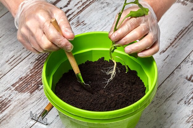 Męskie dłonie w lateksowych rękawiczkach sadzą kiełki w zielonym garnku za pomocą narzędzi ogrodniczych