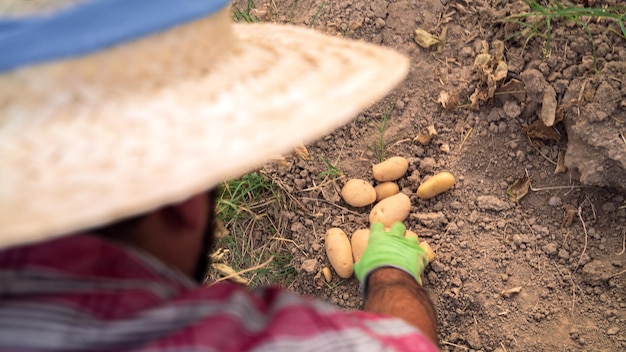 Męskie ręce zbierają świeże organiczne ziemniaki z ziemi Mężczyzna zbierał ziemniaki