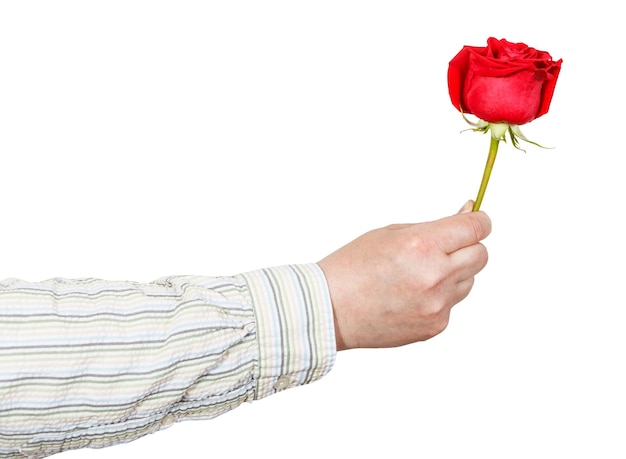 Męskiej Ręki Dającej Czerwony Kwiat Róży Na Białym Tle