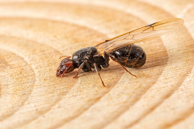 Messor barbarus to gatunek mrówki z podrodziny Myrmicinae, który zbiera nasiona
