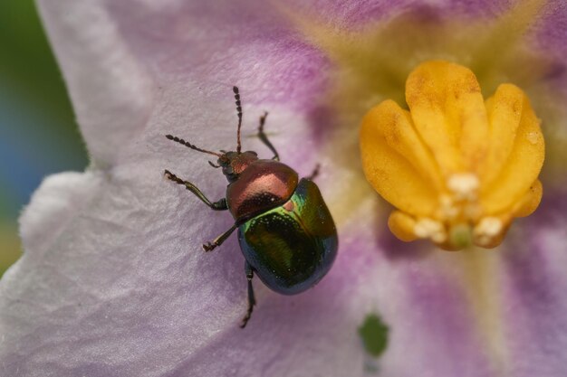 Metaliczny Chrząszcz Stojący Na Fioletowym Kwiacie Chrysomelidae