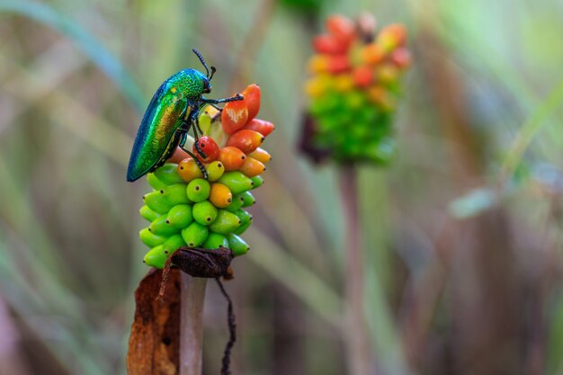 Metalowe drewno nudny chrząszcz (Jewle beetle), na konjac.