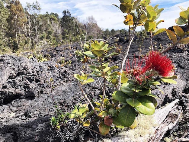 Metrosideros excelsa kwiat