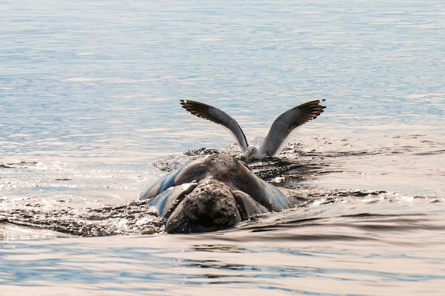 Mewa kłująca wieloryba biskajskiego Półwysep Valdes Patagonia Argentina