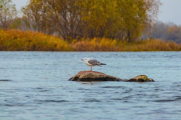 Mewa Larus stoi na kamieniu wystającym z wody nad Dnieprem w jesienny dzień