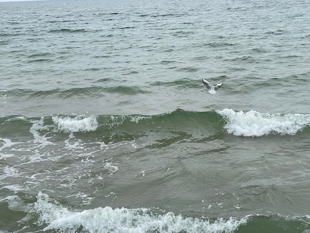 Mewa latająca nad falami morza
