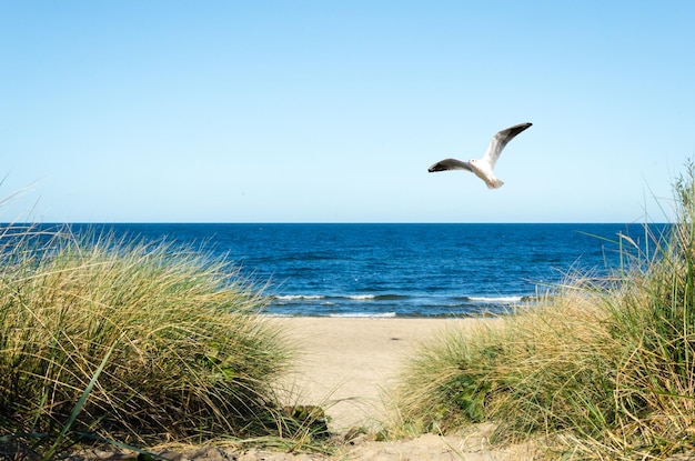 Mewa latająca nad plażą na czystym niebie