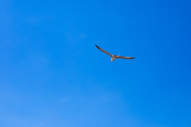 Mewa latająca po błękitnym niebie