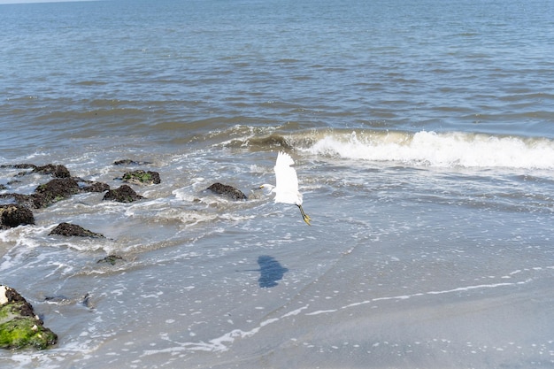 Mewa Latająca Wzdłuż Plaży