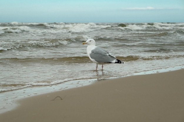 Mewa latem na plaży