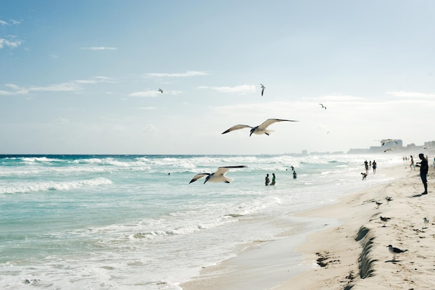 Mewa leci nad wodą karaibska tropikalna turkusowa plaża Cancun playa del caren Riwiera Majów Meksyk