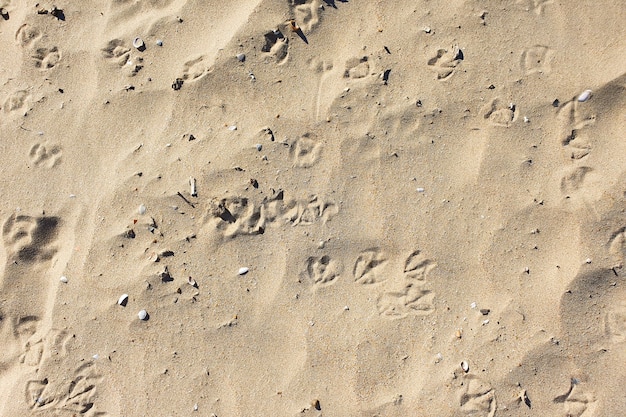 Zdjęcie mewa lub ślady ptaków na piasku plaży, widok z góry