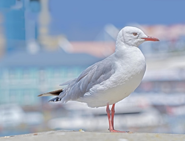 Mewa Mewa siedząca na starym morskim molo przy porcie Mewa srebrzysta na poręczy plaży Pojedynczy ptak szukający jedzenia nad morzem Zbliżenie dzikiej przyrody na wybrzeżu