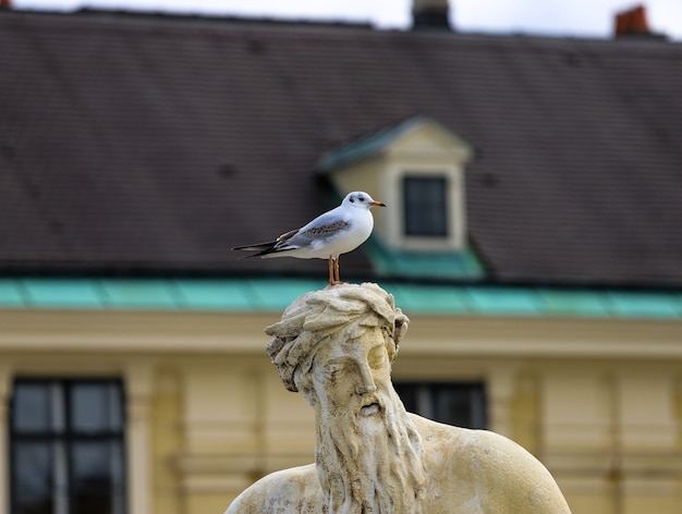 Mewa na głowie posągu