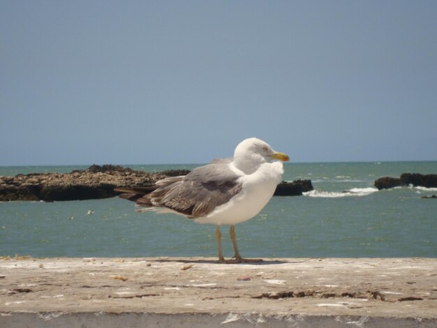 Mewa na plaży na czystym niebie