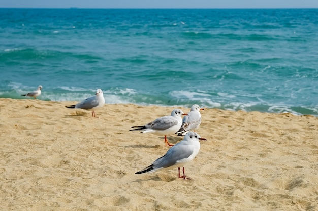 Mewa na plaży w Busan, korea południowa