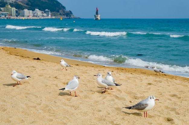 Mewa na plaży w Busan, korea południowa