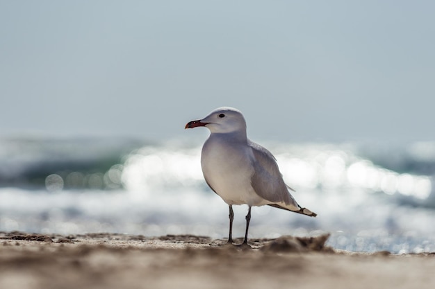 Mewa na plaży