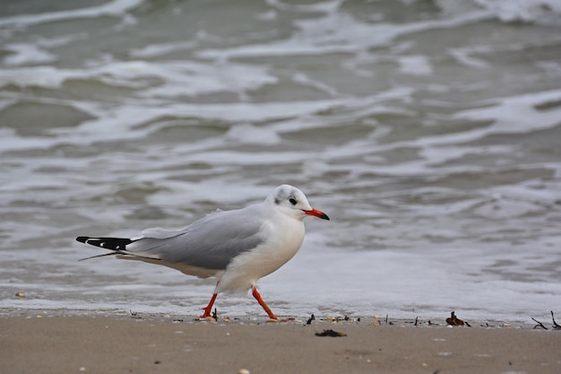 mewa na plaży