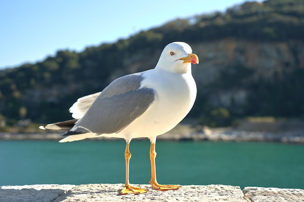 Mewa portret przeciw brzegowi morza. Z bliska widok białego ptaka Mewa siedzi przy plaży