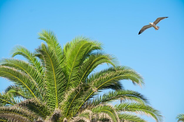 Mewa przelatująca nad palmą w pogodny dzień