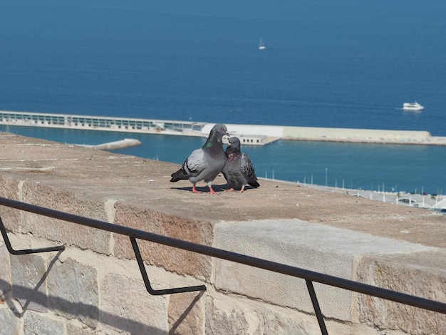 Zdjęcie mewa siedząca na balustradzie nad morzem