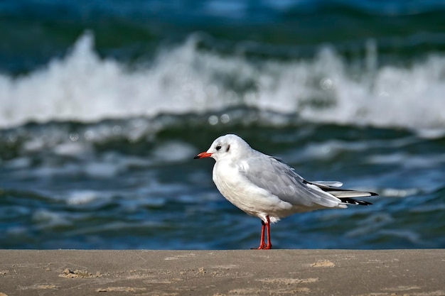 Mewa siedząca na plaży