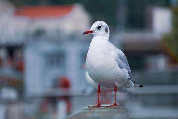 Mewa siedząca na poręczy w porcie