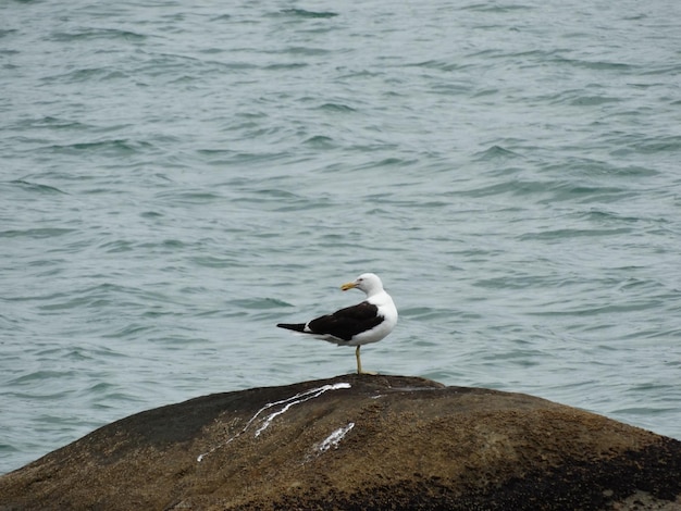 Zdjęcie mewa siedząca na skale nad morzem