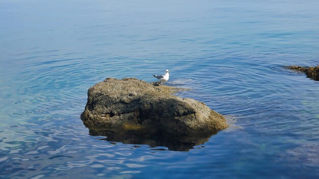 Zdjęcie mewa siedząca na skale w jeziorze