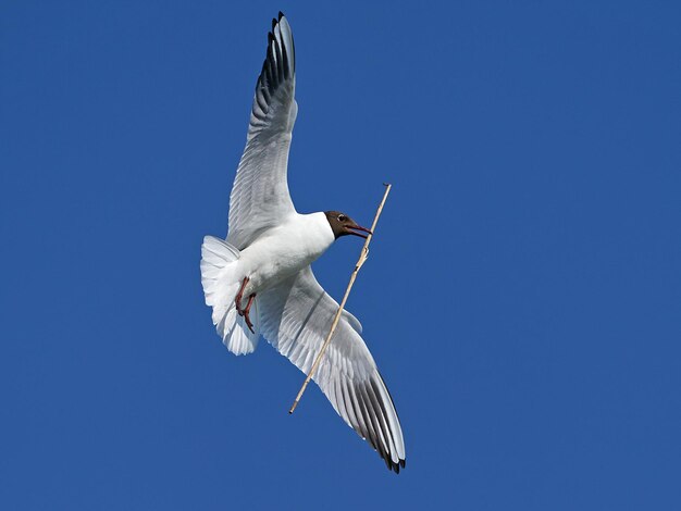 Mewa śmieszka Chroicocephalus ridibundus