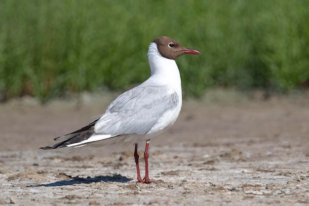 Zdjęcie mewa śmieszka w upierzeniu weselnym larus ridibundus malaga hiszpania