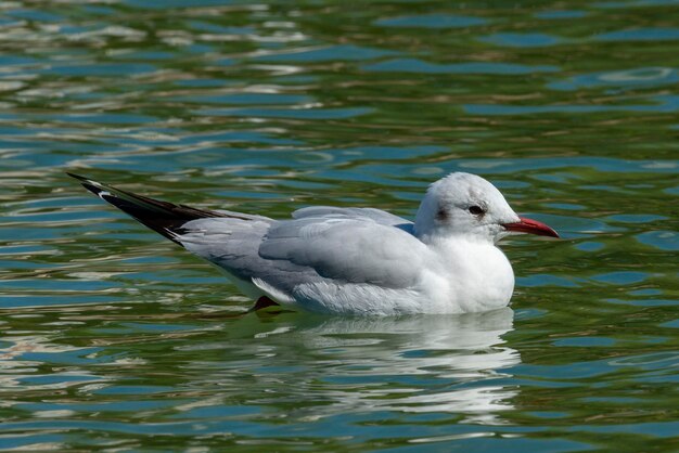 Mewa śmieszka w upierzeniu weselnym Larus ridibundus Malaga Hiszpania