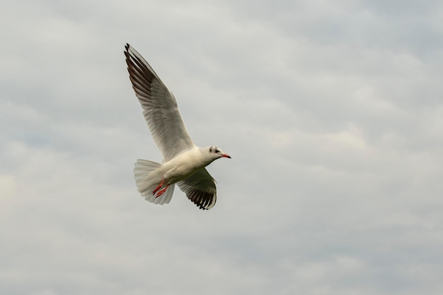 Mewa śmieszka W Upierzeniu Weselnym Larus Ridibundus Malaga Hiszpania