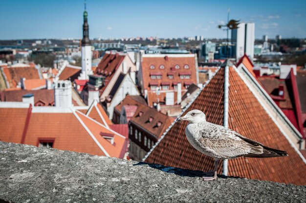 Zdjęcie mewa spacerująca po dachu budynku w centrum starego miasta tallinn estonia europa