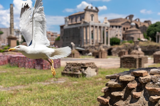 Mewa śródziemnomorska siedząca na kamieniach rzymskiego forum w Rzymie