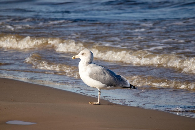 Mewa stoi na plaży nad wodą.