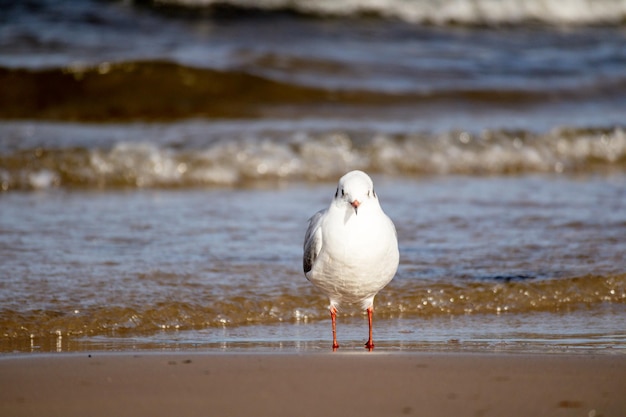 Mewa stoi na plaży przed falami.