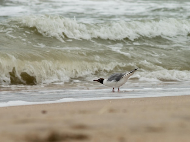 Zdjęcie mewa stojąca na brzegu patrzy na fale