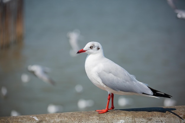 Mewa stojąca na nogach na plaży o zachodzie słońca Widok z bliska białych ptaków mew spacerujących po plaży przeciwko naturalnym