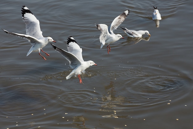 Mewa To Migracja Ptaków Do Tajlandii